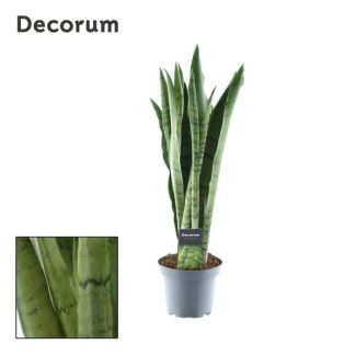 Schwiegermutterzunge, Sansevieria Zeylanica Ø14cm - ↕55cm