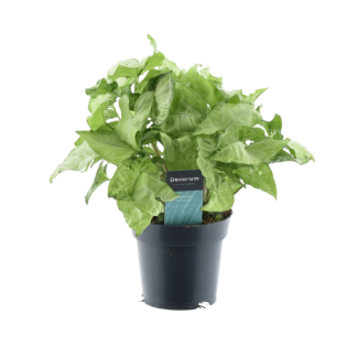 Syngonium Weißer Schmetterling Feel Green - Ø14cm - ↕35cm