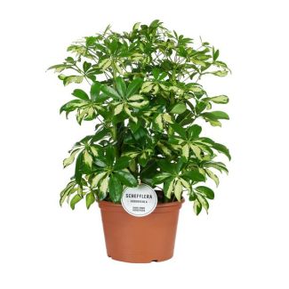 Regenschirmpflanze, Buntes Blatt, Farbe Grün/Gelb, Fingerbaum, Schefflera Gerda - Ø21cm - ↕55cm