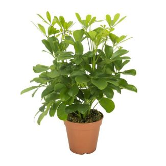 Regenschirmpflanze, Grüne Pflanze, Schefflera Nora - Ø13- 35cm Hoch