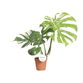 Schweizer Käsepflanze, Bunte Farbe, Monstera Thai Constellation - Ø15cm - ↕40-50cm