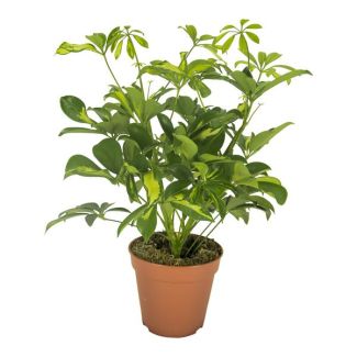 Regenschirmpflanze, Grüne Zimmerpflanze, Schefflera Gerda - Ø13cm - ↕35cm