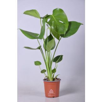 Die Fensterblattpflanze, Grüne Zimmerpflanze, Tropisch, Monstera Deliciosa - Ø14cm - ↕55cm