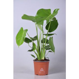 Die Fensterblattpflanze, Grüne Zimmerpflanze, Tropisch, Monstera Deliciosa - Ø17cm - ↕60cm