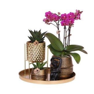Stilvolles Grünes Geschenkset, Lila Orchidee und Sukkulenten in Designkeramiktöpfen