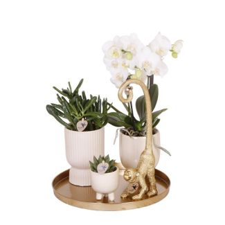Geschenk-Tipp! Pflanzen-Set Luxus Wohnen, Schneeweiße Orchidee Ø9cm, Grüne Sukkulente Ø6cm, Dekoratives Ornament, Travertintöpfe, Tablett