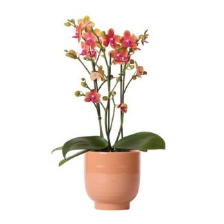 Schöne Duftende Schmetterlingsorchidee, Farbe Orange, Geschenkidee, Glänzender Ziertopf Farbe Cognac, Topfgröße Ø12cm, blühende Zimmerpflanze