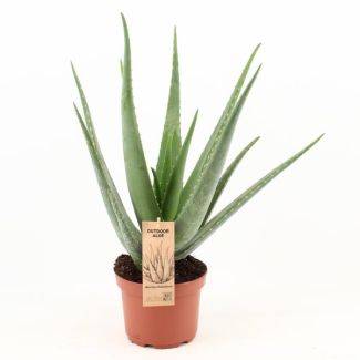 Aloe Vera, Ø19cm - 70, Grüne Pflanze, Medizinische Eigenschaften