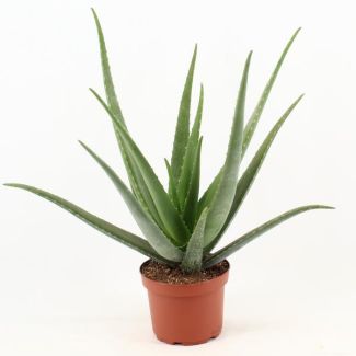 Aloe Vera, Ø19cm - ↕70cm, Grüne Pflanze, Medizinische Eigenschaften