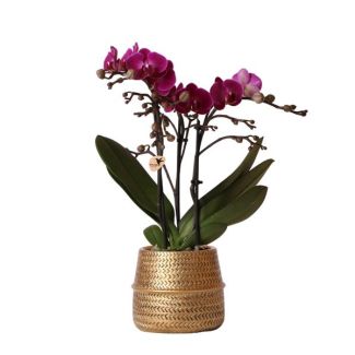 Schöne Schmetterlingsorchidee Morelia, Farbe Lila, Geschenkidee, Broove Ziertopf Farbe Gold, Topfgröße Ø9cm, blühende Zimmerpflanze