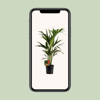 Kentia-Palme - beliebte Zimmerpflanze