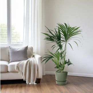 Kentia-Palme - beliebte Zimmerpflanze