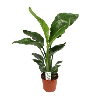 Weiße Paradiesvogelblume, Tropische Grüne Pflanze, Strelitzia Nicolai, Ø17cm - ↕70cm