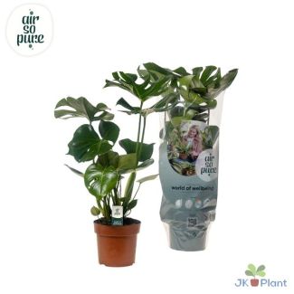 2 x Gartenpflanze, Grüne Zimmerpflanze, Tropisch, Fensterblatt - Ø17cm - ↕55cm