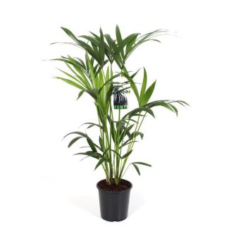Kentia-Palme - beliebte Zimmerpflanze