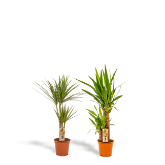Tropisches Zimmerpflanzen-Set: Drachenbaum (Dracaena Marginata) & Palmlilie (Yucca Elephantipes) - Exotische Blickfänger für jedes Interieur