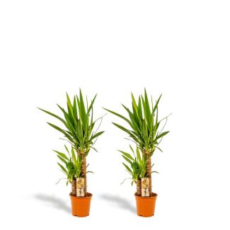 Set von 2 Palmlilien (Yucca elephantipes) - Elegante tropische Blickfänger für dein Interieur
