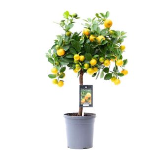 Calamondinbaum, Citrus Calamondin - Ø15cm - ↕45cm