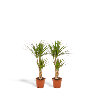 Set von 2 Drachenblutbäumen (Dracaena Marginata) - Eleganz und Gesundheit für dein Interieur