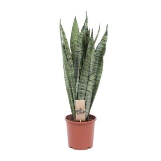 Ceylon-Schwertpflanze, Sansevieria Zeylanica Ø17cm - ↕70cm