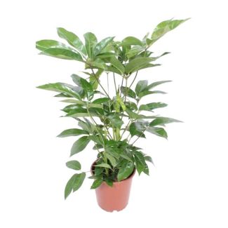 Parasolbaum, Fingerbaum, Elegante Pflanze, Grüne Zimmerpflanze, Schefflera Actinophylla Amate - Ø24cm - ↕100cm
