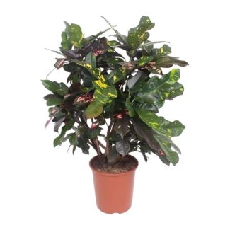 Kroton Magnificent (Codiaeum) – Buntblättrige Zimmerpflanze 110 cm hoch – Ø27 cm