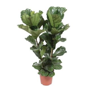 Geigenfeige, Tropische Zimmerpflanze, Ficus Lyrata Ø27-100cm hoch