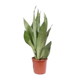 Schwiegermutterzunge, Silbernes Blatt, Sansevieria Moonshine - Ø17cm - ↕60cm
