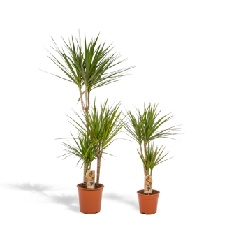 Drachenblutbaum Set - Dracaena Marginata - Höhe 120 cm und 70 cm - Topfgrößen Ø21 cm und Ø17 cm