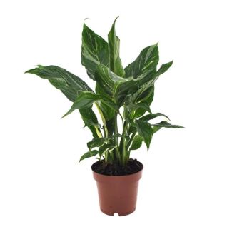 Der Löffelpflanze oder Die Friedenslilie, Bekannt für ihre Weißen Blumen, Spathiphyllum Torelli - Ø12cm - ↕40cm