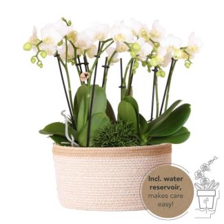 Echte Blickfänger, Weiße Orchideen Pflanzenset in Baumwollkorb, Geschenkidee, Schmetterlingsorchidee