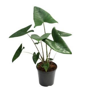 Zebrapflanze, Tropische und Exotische Ausstrahlung, Alocasia Zebrina - Ø21cm - ↕80cm Hoch