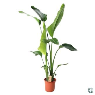 Weiße Paradiesvogelblume, Tropische Grünpflanze, Strelitzia Nicolai, Ø21cm - ↕100cm
