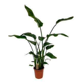 Weiße Paradiesvogelblume, Tropische Grünpflanze, Strelitzia Nicolai, Ø21cm - ↕120cm