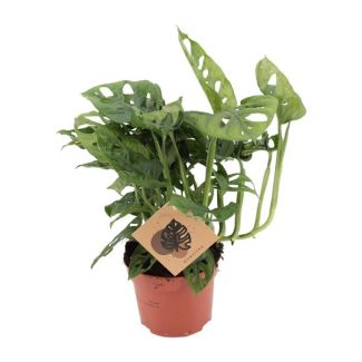 3x Gartenpflanze, Grüne Zimmerpflanze, Tropisch, Monstera Deliciosa - Ø12cm - ↕30cm