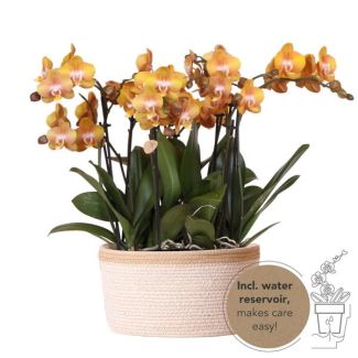 Echte Blickfänger, Orange Orchideen Las Vegas, Pflanzenset in Baumwollkorb, Geschenkidee, Schmetterlingsorchidee Las Vegas
