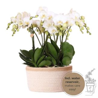 Echte Blickfänger, Weiße Orchideen Gent, Pflanzenset in Baumwollkorb, Geschenkidee, Schmetterlingsorchidee
