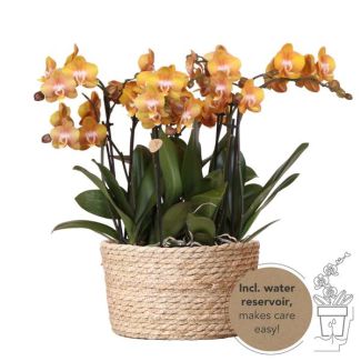 Echter Blickfang, Orange Orchideen Las Vegas Pflanzenset in Rattan-Korb, Geschenkidee, Schmetterlingsorchidee