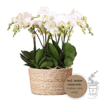 Echte Blickfänger, Weiße Orchideen Gent Pflanzen-Set in Korb, Geschenkidee, Schmetterlingsorchidee