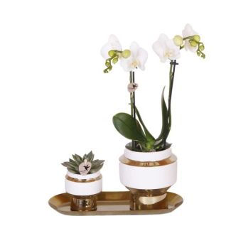 Geschenk-Tipp! Zimmerpflanzen-Set, Orchidee Amabilis + Sukkulente auf schmalem goldenen Tablett, Farbe Weiß-Grün