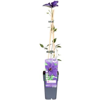 Verpakte Clematis 'The President' plant klaar voor verzending in stevige doos