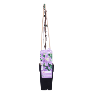 Clematis Justa in verpakking