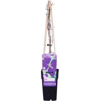 Gezonde Clematis 'Jackmanii' plant in een kweekpot