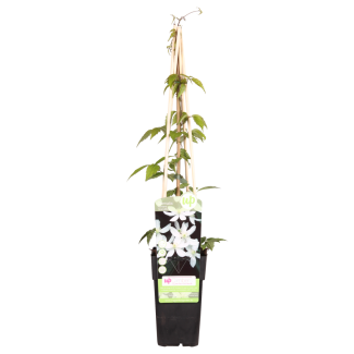 1,3,4 Stück Clematis montana 'Grandiflora' – Weiße Frühjahrsblüher – ↨65cm – Ø15cm Topf