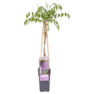 Wisteria Naga Noda in pot Ø15cm - paarse bloemtrossen