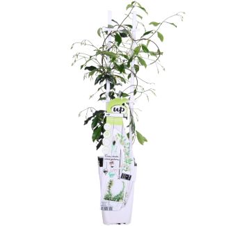Toscaanse jasmijn Star of Venice in pot van Ø15cm
