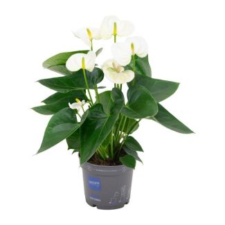 Die Flamingopflanze, Die Liebesblume, Tropisch, Farbe Weiß, Blühende Zimmerpflanze, Anthurium Weiß - Ø12cm - ↕43cm