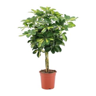 Zwerg-Parapluplanze, Grüne Pflanze, Schefflera arboricola Gold Capella - Ø19cm - ↕75cm hoch