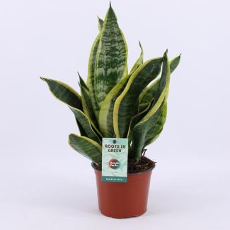 Schwiegermutterzunge, Dunkelblättrig mit Streifen, Sansevieria Futura Superba - Ø12cm - ↕35cm