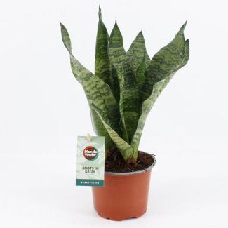 Schwiegermutterzunge, Dunkelgrünes Blatt mit horizontalen Streifen, Sansevieria Black Coral - Ø12cm - ↕35cm